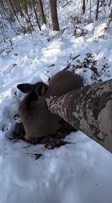 Tie super rýchle reakcie zvierat...